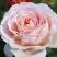 Роза АНДРЕ ЛЕ НОТР чайно-гибридная в Барановичах
