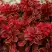 Барбарис РЕД ХОТ ЧИЛИ тунберга в Барановичах