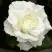 Роза МОНДИАЛЬ чайно-гибридная в Барановичах