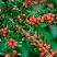 Кизильник горизонтальный в Барановичах