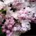 Сирень КРАСАВИЦА МОСКВЫ в Барановичах