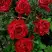 Роза РЕД ИНТУИШН чайно-гибридная в Барановичах