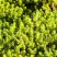 Очиток (седум) ЙЕЛЛОУ КВИН едкий в Барановичах