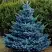 Ель МАДЖЕСТИК БЛЮ колючая в Барановичах