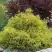 Кипарисовик ГОЛДЕН МОП горохоплодный в Барановичах