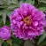 Пион ЛИЛОВАЯ ФАНТАЗИЯ древовидный в Барановичах