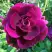 Роза БУРГУНДИ АЙС флорибунда в Барановичах