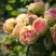 Роза ПИТАХАЙЯ чайно-гибридная в Барановичах