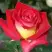 Роза ФРЕНДШИП чайно-гибридная в Барановичах