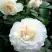 Роза ВАЙТ МЕЙДИЛАНД почвопокровная в Барановичах