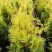 Туя ГОЛДЕН БРАБАНТ западная в Барановичах