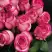 Роза КАРУСЕЛЬ чайно-гибридная в Барановичах