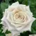 Роза МЕНТА чайно-гибридная в Барановичах