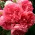 Роза РОЗАРИУМ ЮТЕРСОН плетистая в Барановичах