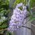 Глициния макростахия БЛЮ МУН в Барановичах