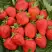 Клубника САН АНДРЕАС ремонтантная в Барановичах