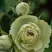 Роза ГРИН ДАЙМОНД миниатюрная в Барановичах