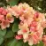 Рододендрон ФЛАУТАНДО в Барановичах