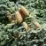 Пихта благородная в Барановичах