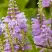Физостегия РОЗЕЯ виргинская в Барановичах