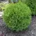 Туя ХОЗЕРИ западная в Барановичах