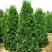 Туя ПИРАМИДАЛИС КОМПАКТА западная в Барановичах