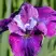 Ирис СИ Я ЛЕЙТЕР сибирский в Барановичах