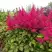 Астильба САННИ ДЕЙ гибридная в Барановичах