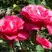 Роза ВИЕН РОУЗ чайно-гибридная в Барановичах