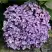 Гортензия АИША крупнолистная  в Барановичах