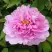 Пион ПРОЗРАЧНАЯ РОСА древовидный в Барановичах