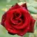 Роза ТАБУ чайно-гибридная в Барановичах