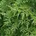 Туя СМАРАГД ВАРИЕГАТА западная в Барановичах