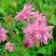 Аквилегия БАРЛОУ ПИНК гибрид МакКаны в Барановичах