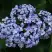 Гортензия АИША крупнолистная  в Барановичах