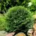 Туя ДАНИКА западная в Барановичах