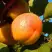 Абрикос СПАДЧЫНА в Барановичах