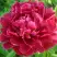 Пион КИТАЙСКИЙ ШЕЛК травянистый в Барановичах