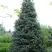 Пихта белая в Барановичах
