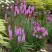 Лиатрис РОЗЕА колосковая в Барановичах