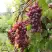 Виноград КИШМИШ ЗАПОРОЖСКИЙ в Барановичах