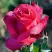 Роза ВИЕН РОУЗ чайно-гибридная в Барановичах