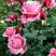 Роза ЭЙФЕЛЕВА БАШНЯ чайно-гибридная в Барановичах
