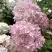 Гортензия БОМБШЕЛ метельчатая в Барановичах