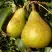 Груша ГЕНЕРАЛ ЛЕКЛЕРК в Барановичах