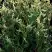 Туя ГОЛД ПЕРЛ западная в Барановичах