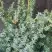 Можжевельник БЛЮ АЛЬПС китайский  в Барановичах