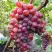 Виноград КРАСОТКА в Барановичах