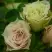 Роза ГРИН ДАЙМОНД миниатюрная в Барановичах