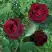 Роза ПАПА МЕЙЯН чайно-гибридная в Барановичах